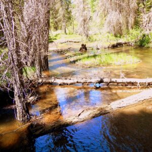stream restoration habitat enhancement